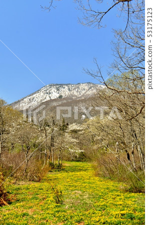 Ryukinka Flower Blooming Oshika Wetland 53175123