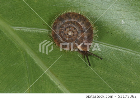 Creatures Land shellfish Crowe ookemai, snail in Yaeyama. Large species that grow to four to five centimeters in size 53175362