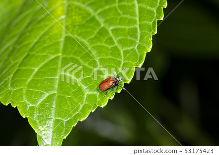 Red-headed beakworm beetle 53175423