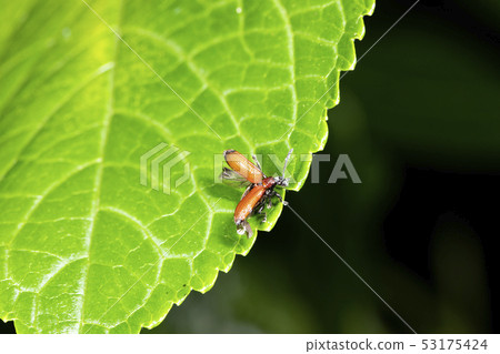 Red-headed beakworm beetle Red-headed beakworm beetle 53175424