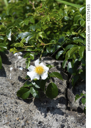 Terihanoyibara 53175435