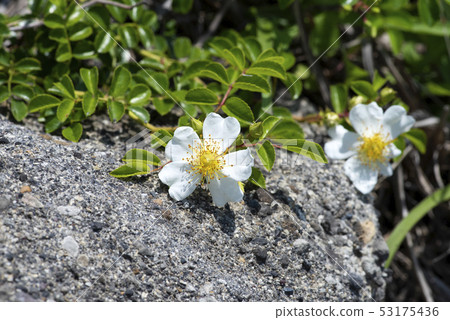 Terihanoyibara 53175436