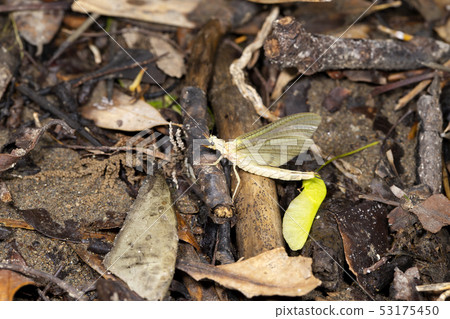 Phyllosterone地毯 53175450