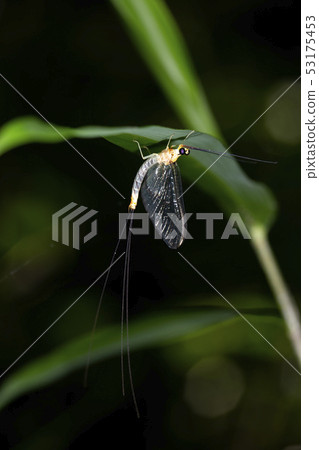 Phyllosterone carpet 53175453