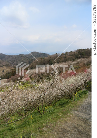 Shichifumi plum Festival Shichifumi plum Festival 53175768