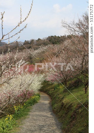 Shichifumi plum Festival Shichifumi plum Festival 53175772