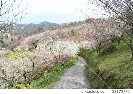 Shichifumi梅花節 53175773