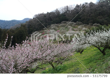 Shichifumi plum Festival Shichifumi plum Festival 53175799