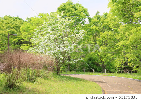 Hinatsubotago之花 Hinatsubotago之花 53175833