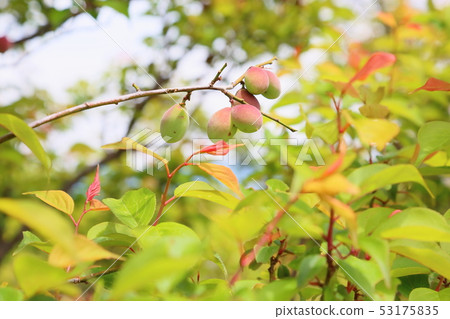 Plum blossoms 53175835