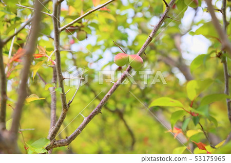 Plum blossoms 53175965