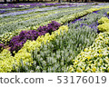 Shinshu Flower Festa 2019 53176019