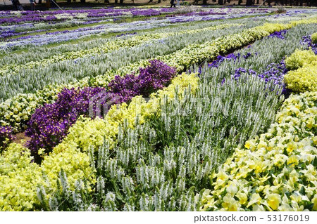 Shinshu Flower Festa 2019 53176019