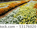 Shinshu Flower Festa 2019 53176020
