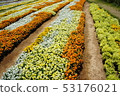 Shinshu Flower Festa 2019 53176021