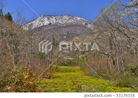 Ryukinka花盛開的Oshika濕地 53176338