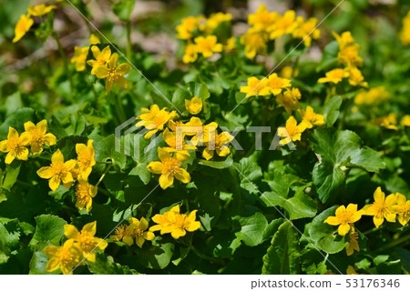 Yellow flower of Ryukinka 53176346