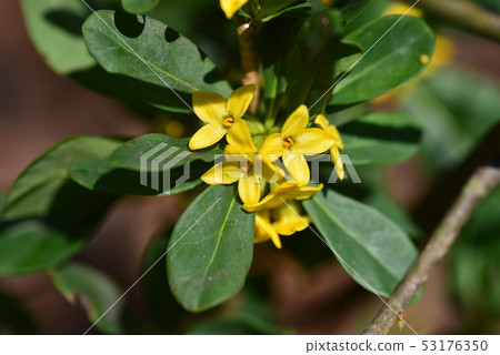 Yellow flowers of Naniwazu 53176350