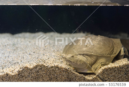 Suppon pet aquarium aquarium 53176539