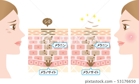 營業額皮膚部分和女人 53176650