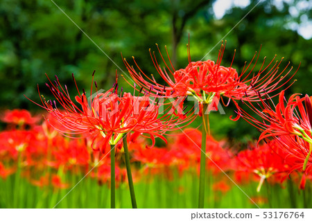 School of Hidaka City, Saitama Pref. 53176764