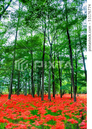 埼玉縣日高市學校 埼玉縣日高市學校 53176774