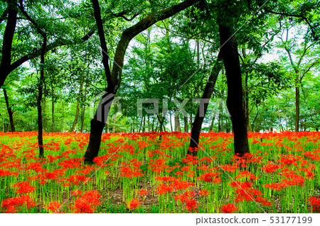 School of Hidaka City, Saitama Pref. 53177199