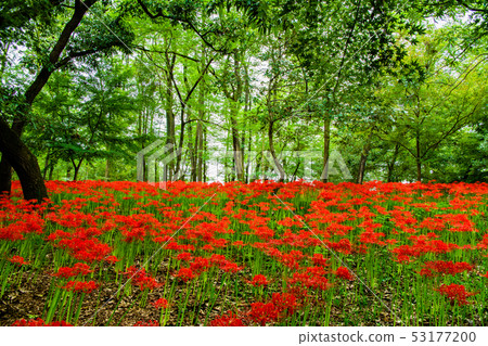 School of Hidaka City, Saitama Pref. 53177200