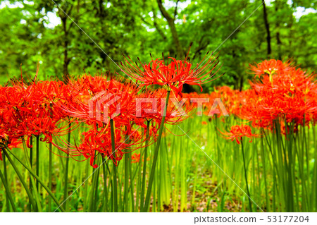 School of Hidaka City, Saitama Pref. 53177204