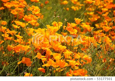 California poppy dyed the riverbed yellowish (2) 53177501