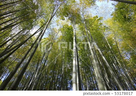 Kamakura Jogokuji Bamboo Forest 53178017