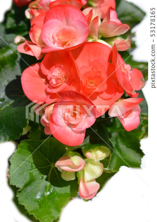Begonia, reger begonia, reegers begonia, elathiol begonia, flowers, home gardening image material Begonia, reger begonia, reegers begonia, elathiol begonia, flowers, home gardening image material 53178165