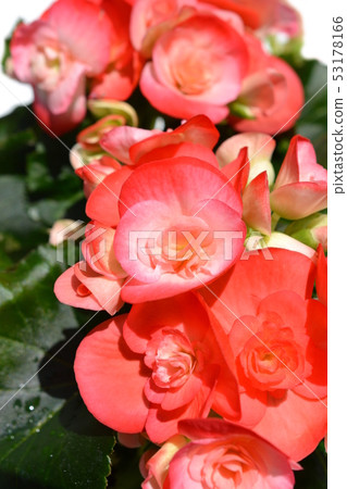 Begonia, reger begonia, reegers begonia, elathiol begonia, flowers, home gardening image material 53178166