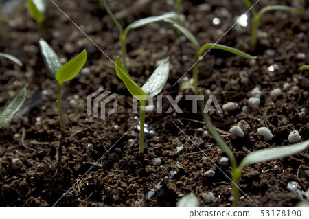sprout sprout 53178190