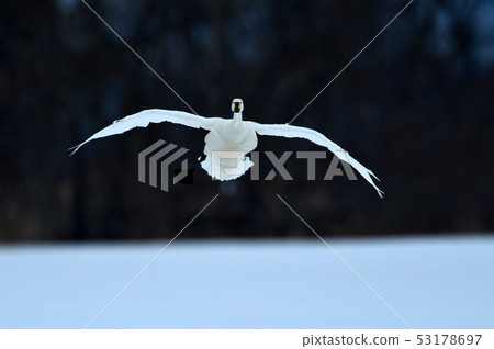 Swan in Lake Inawashiro 53178697