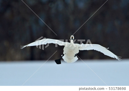 Swan in Lake Inawashiro 53178698