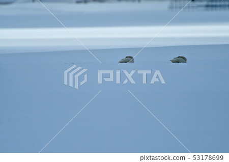 Swan in Lake Inawashiro 53178699