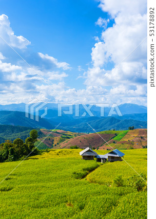 the terraced golden rice field with sky. the terraced golden rice field with sky. 53178892