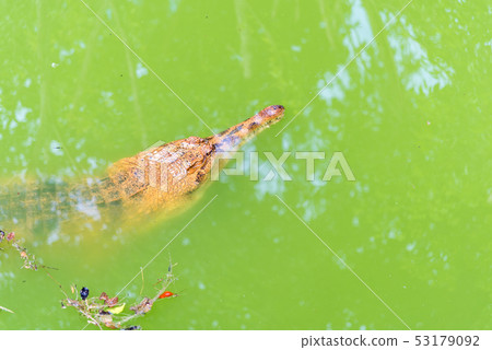 Malayan gharial in water day time. 53179092