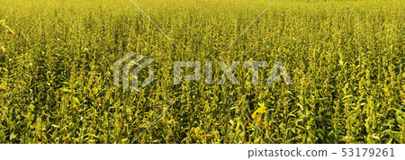 sunhemp or sunn hemp flower field day time. sunhemp or sunn hemp flower field day time. 53179261