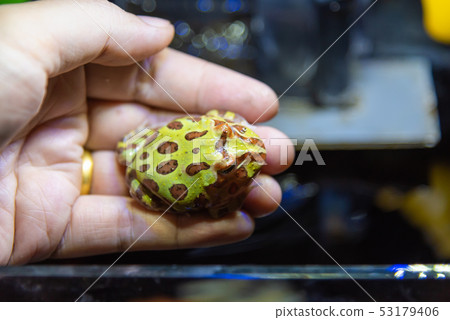 hand holding a horned frog . hand holding a horned frog . 53179406