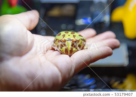 hand holding a horned frog . hand holding a horned frog . 53179407