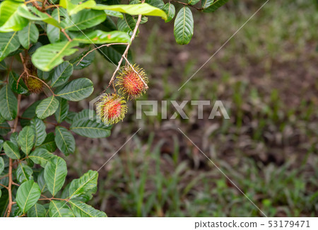 rambutant farm with red ripe fruits . 53179471