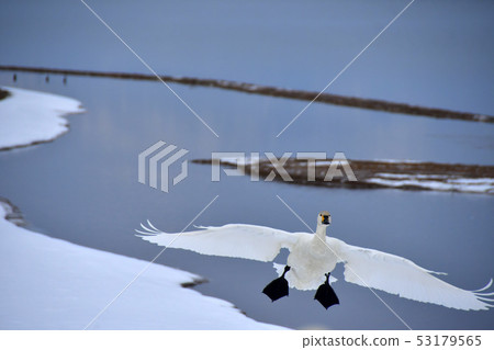 在豬苗代湖的天鵝 在豬苗代湖的天鵝 53179565