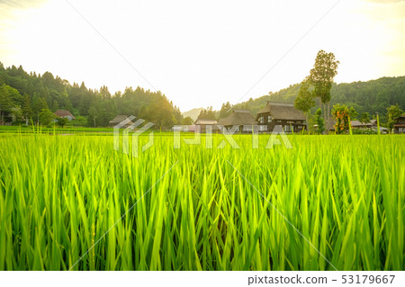 夏季鄉村景觀(在蘆之島環村的黃昏) 夏季鄉村景觀(在蘆之島環村的黃昏) 53179667