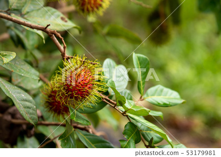 rambutant farm with red ripe fruits . rambutant farm with red ripe fruits . 53179981