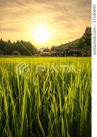 夏季鄉村景觀（在蘆之島環村的黃昏） 53180097