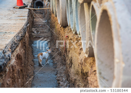 Little cat lost in the water pipe 53180344