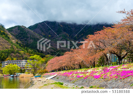 image of Sakura Flower trees rows . image of Sakura Flower trees rows . 53180388