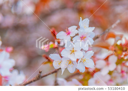 pink sakura flower (cherry blossom) in Japan. 53180410